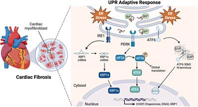 Regulation of cardiac fibroblast cell death by unfolded protein response signaling